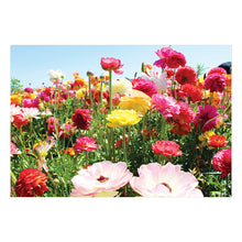 Load image into Gallery viewer, Sure Lox | 12-In-1 Photo Gallery Assortment Puzzle